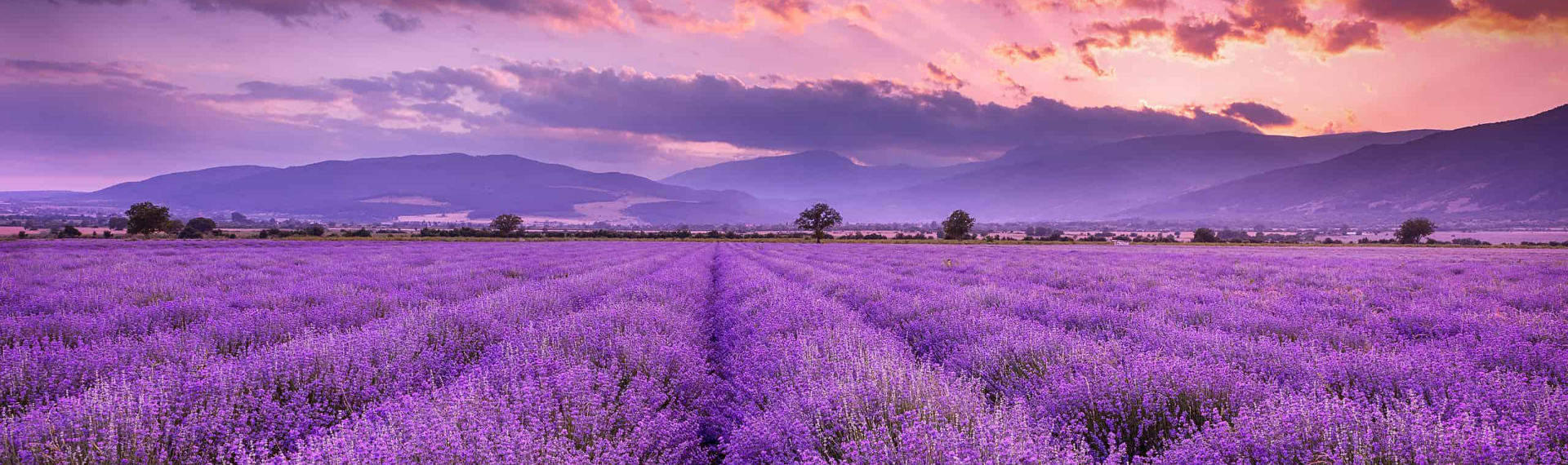 L’OCCITANE